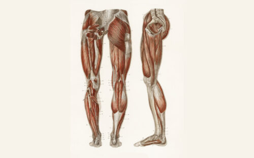 Anatomia nóg człowieka