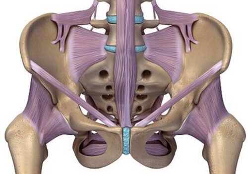 Anatomia dna miednicy